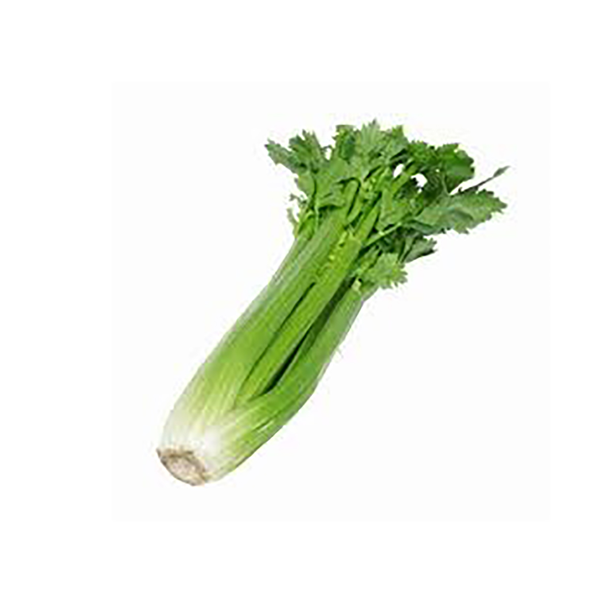 Celeri الكرافس