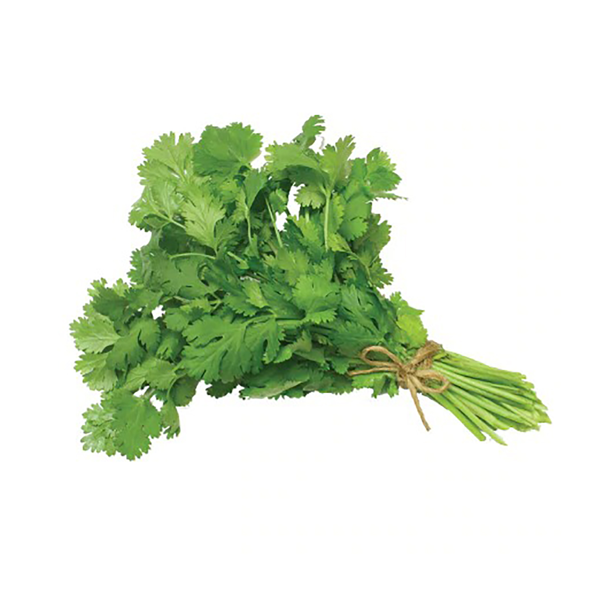 Coriandre القزبر