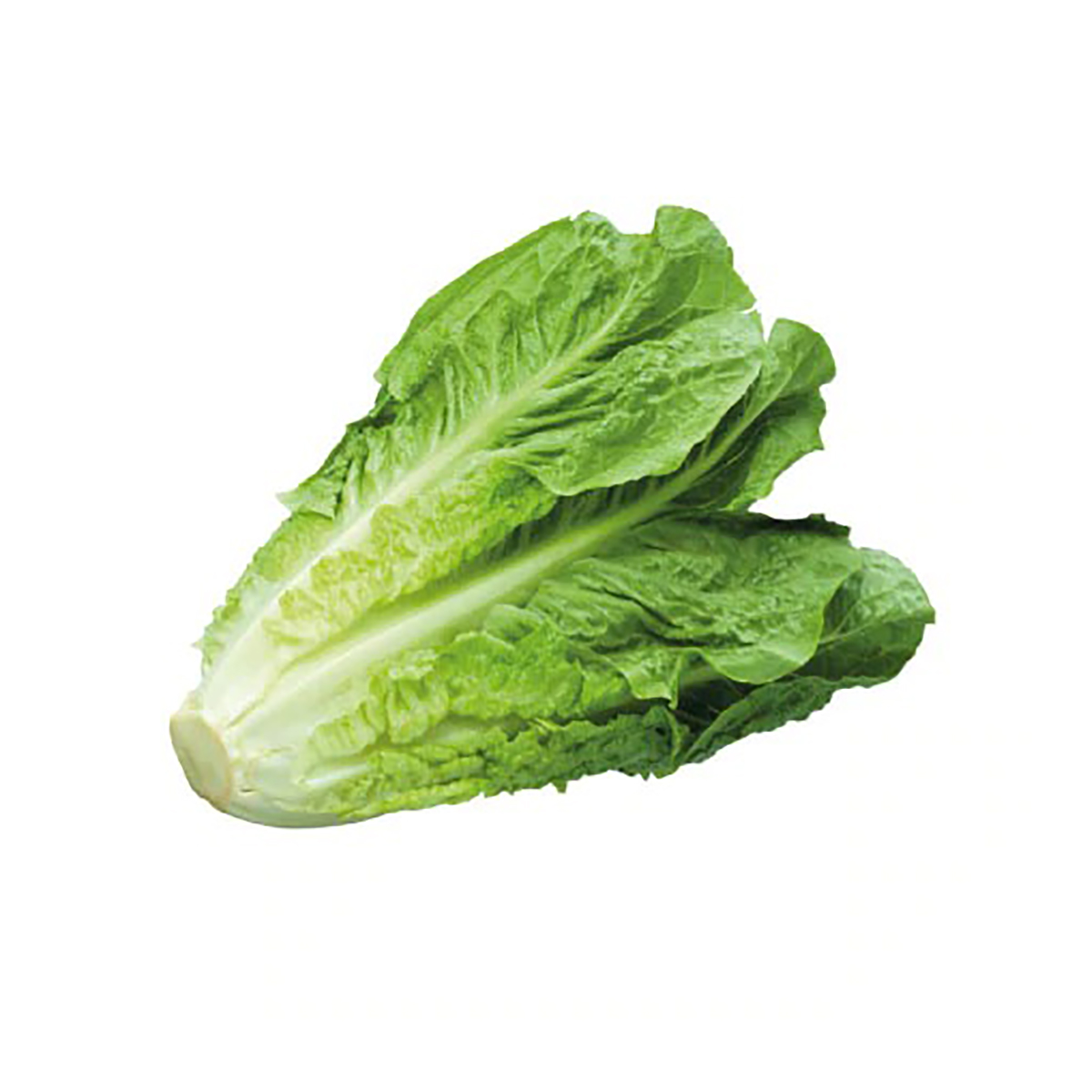 Laitue خص ليتي