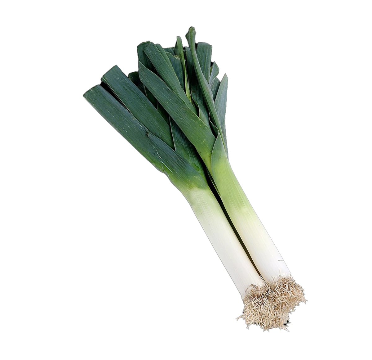 Poireau البورو