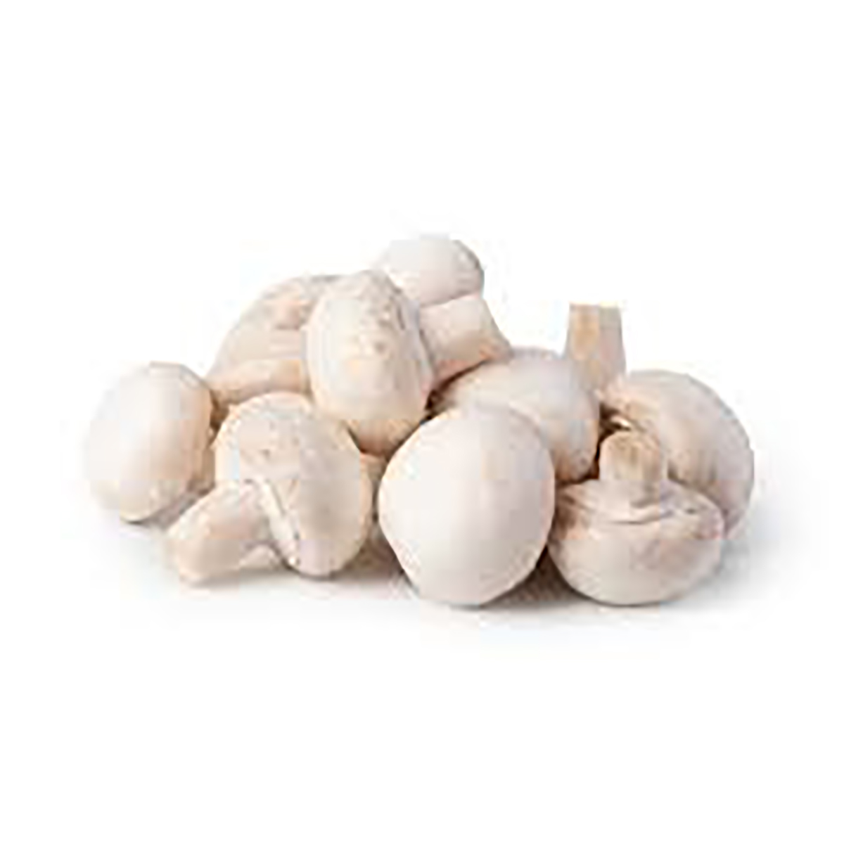 Champignon الفطريات