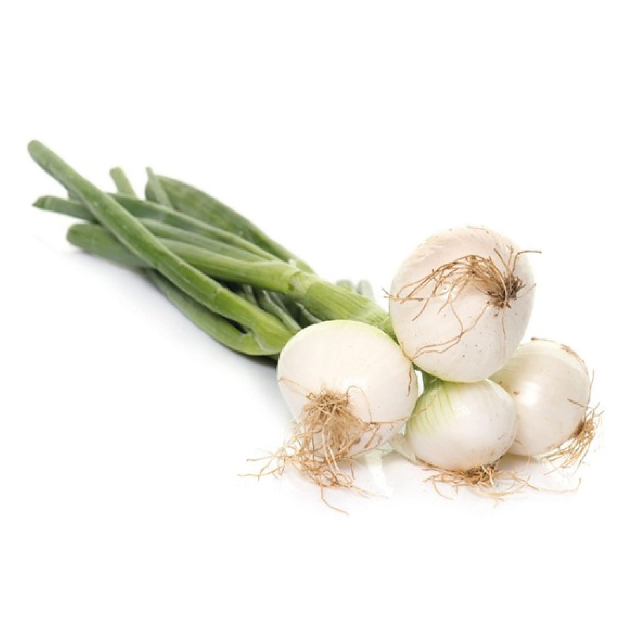 Oignon vert البصلة الخضارية